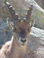 Animals you can meet close to the lodge